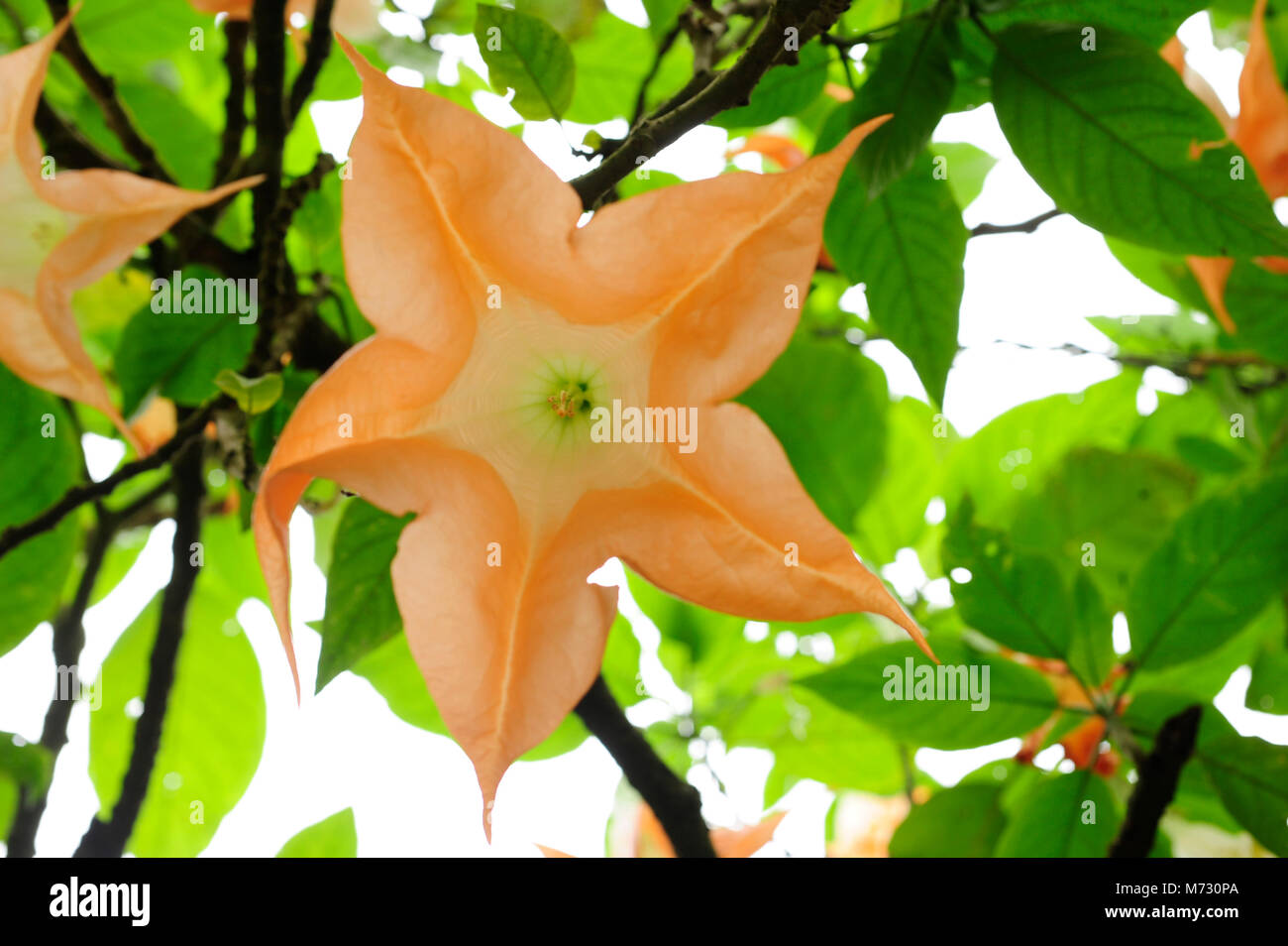 Angel's Trumpet flowers give off an exotic scent of musk. The whole plant contains a strong narcotic and blooms intermittently. Stock Photo