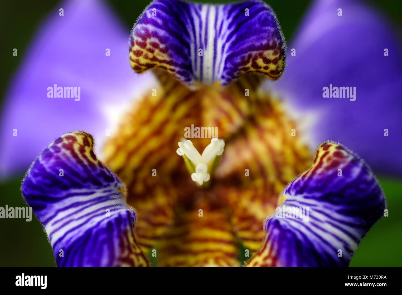 Iris Neomarica caerulea 'Regina', or commonly called the Giant Apostles' Iris originated from Brazil. Stock Photo
