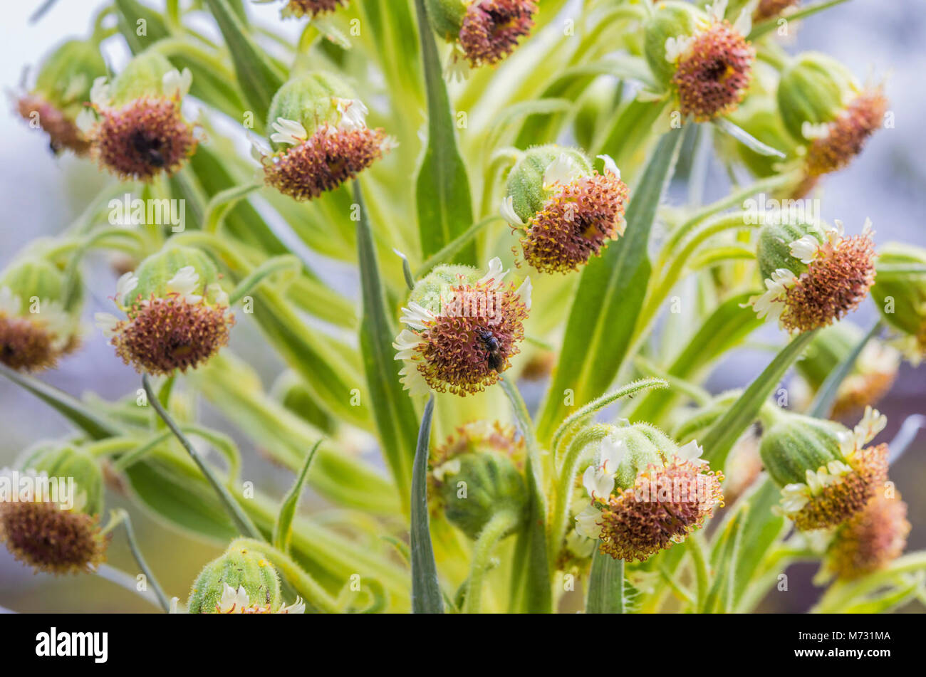 Yellow faced bee on a Ka‘ū silversword flower head . Stock Photo