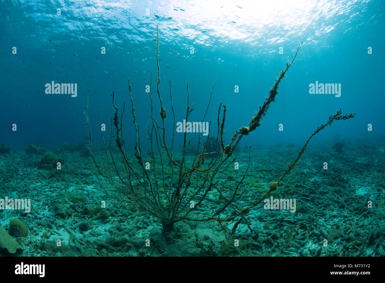 Dead coral reef, dead seafan, caused by global warming, Bullenbaai, Curacao, Netherlands Antilles, Caribbean, Caribbean sea Stock Photo