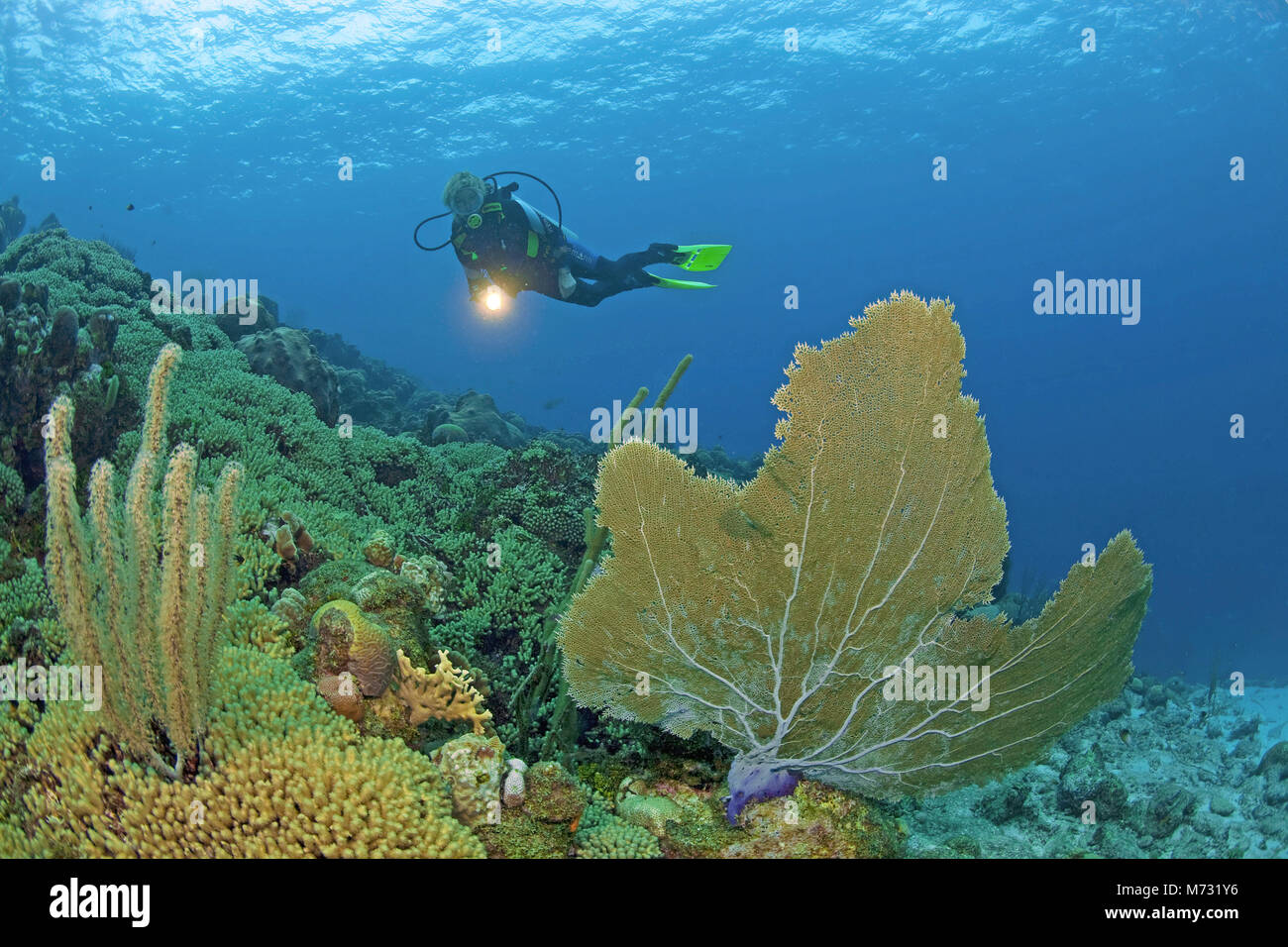 Scuba diver in caribbean coral reef with a giant seafan (Gorgonia ventalina), Curacao, Netherland Antilles, Caribbean, Caribbean sea Stock Photo