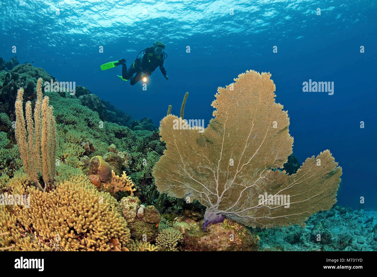 Scuba diver in caribbean coral reef with a giant seafan (Gorgonia ventalina), Curacao, Netherland Antilles, Caribbean, Caribbean sea Stock Photo