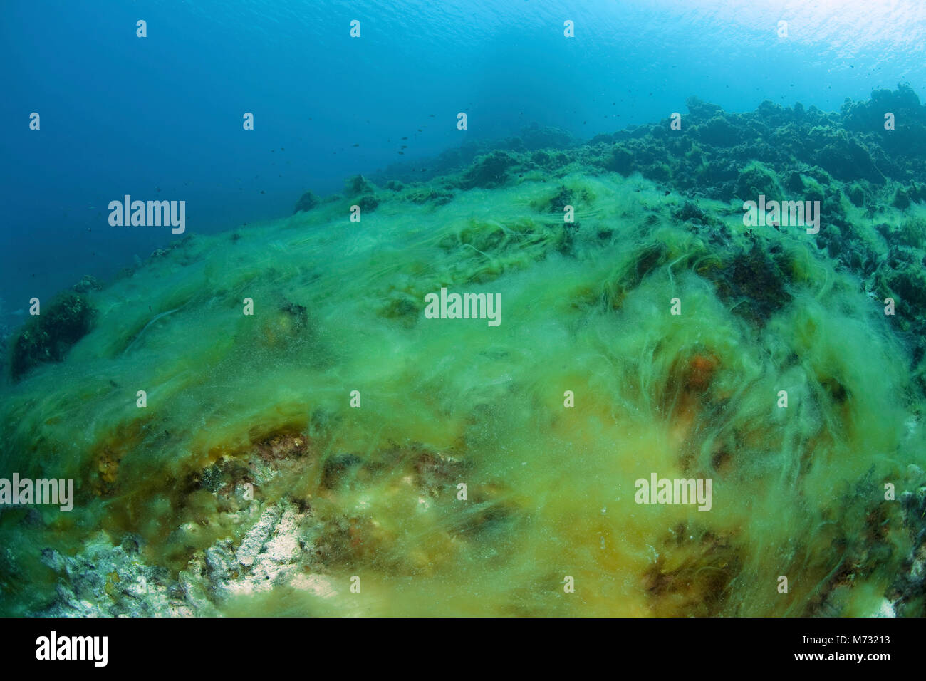 Dead algae hires stock photography and images Alamy