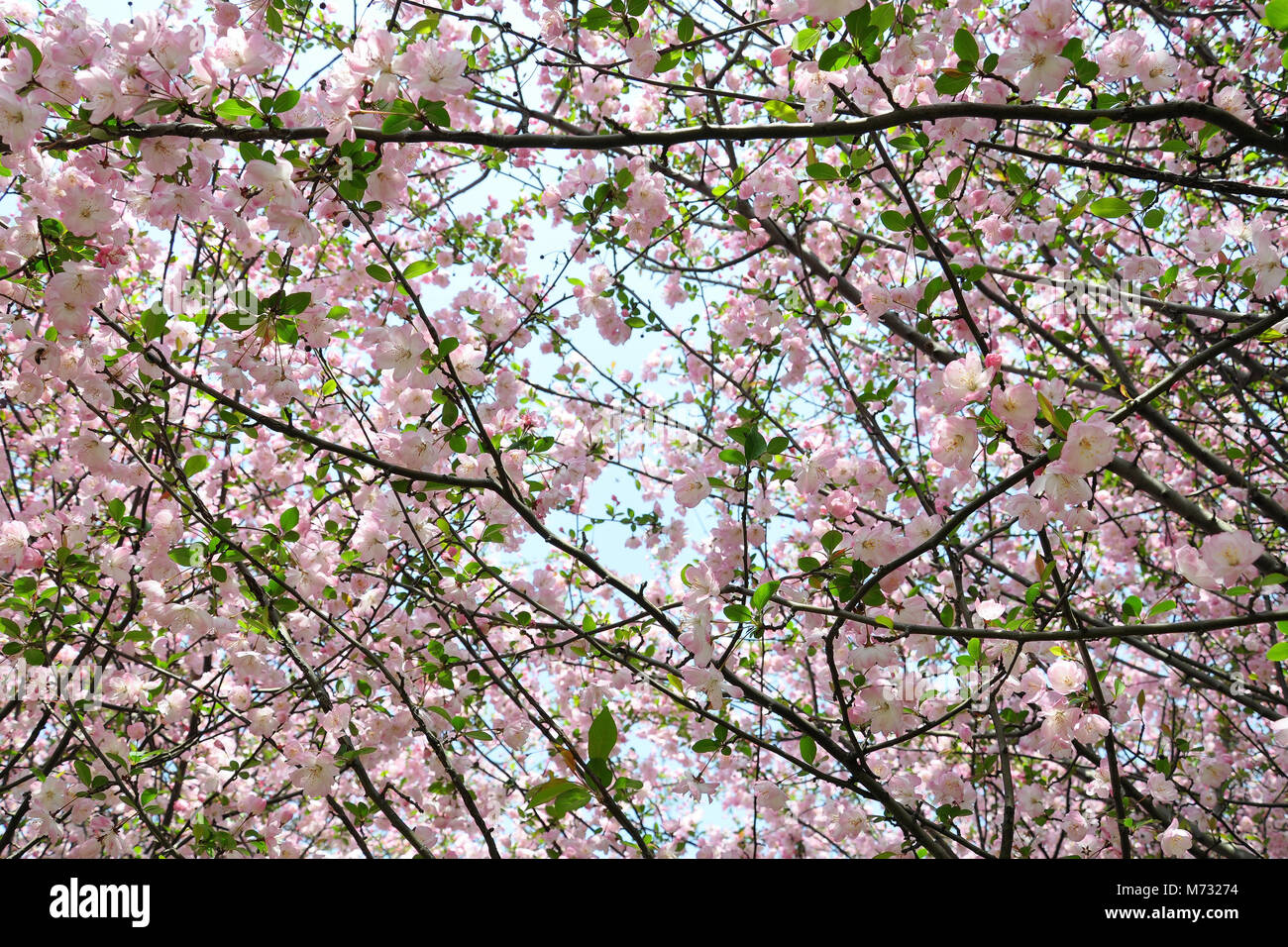 Sakura flowers blossoming in spring. Cherry tree in pink blossom on ...