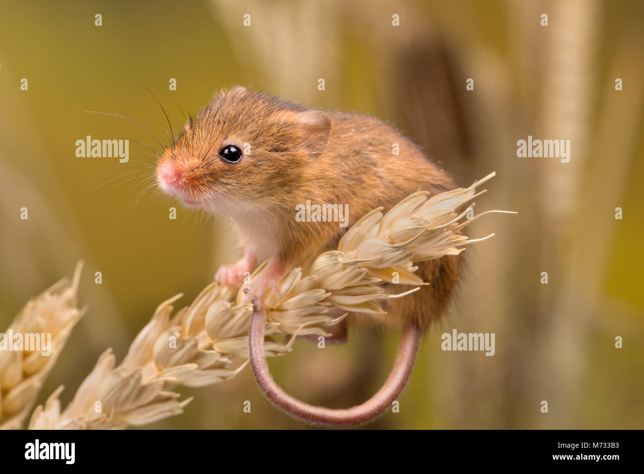 Micromys minutus or Harvest Mouse in wheat field Stock Photo