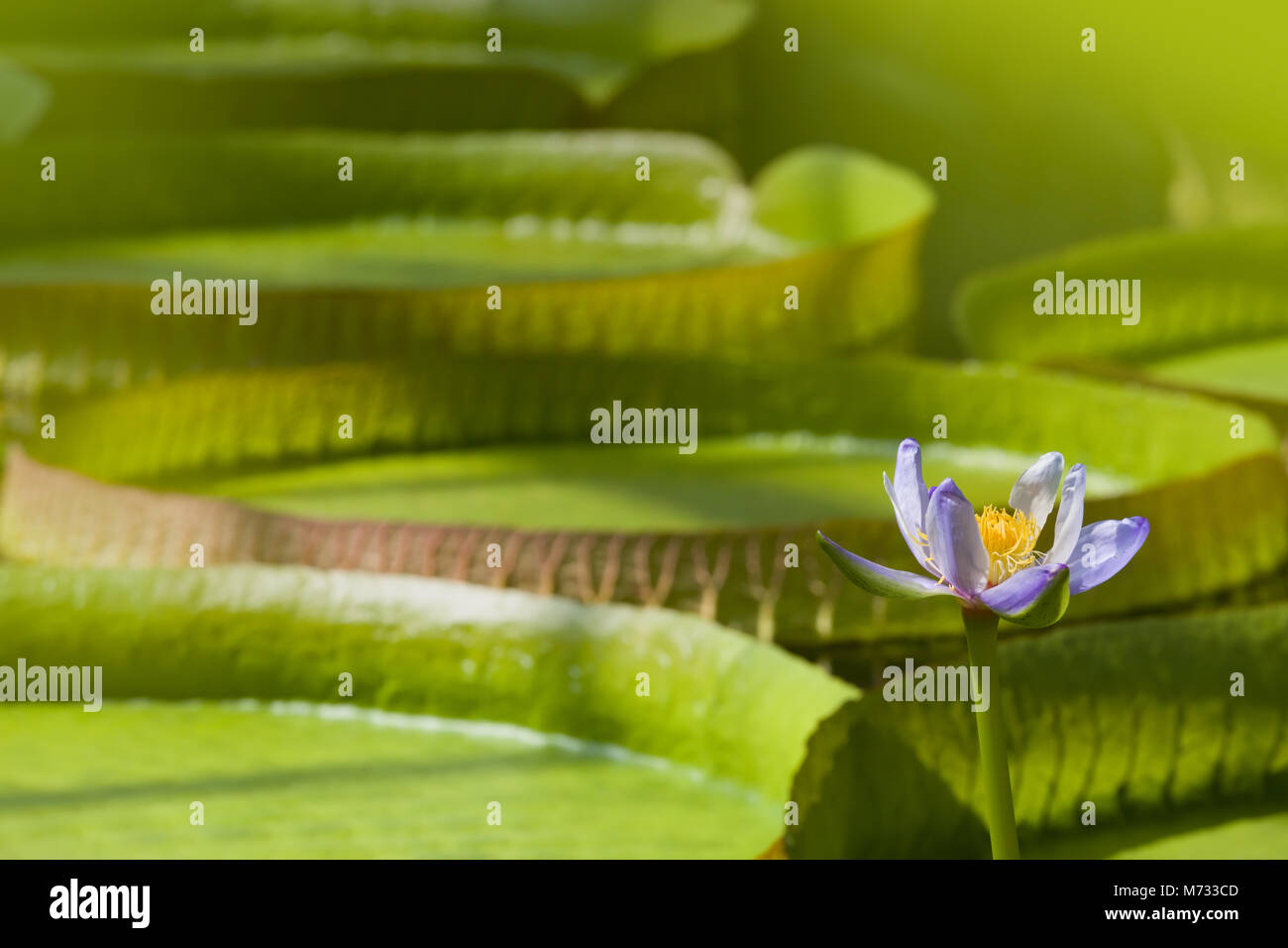 Closeup of the huge floating lilly pad leaves of Victoria Regia in the rain forest Stock Photo