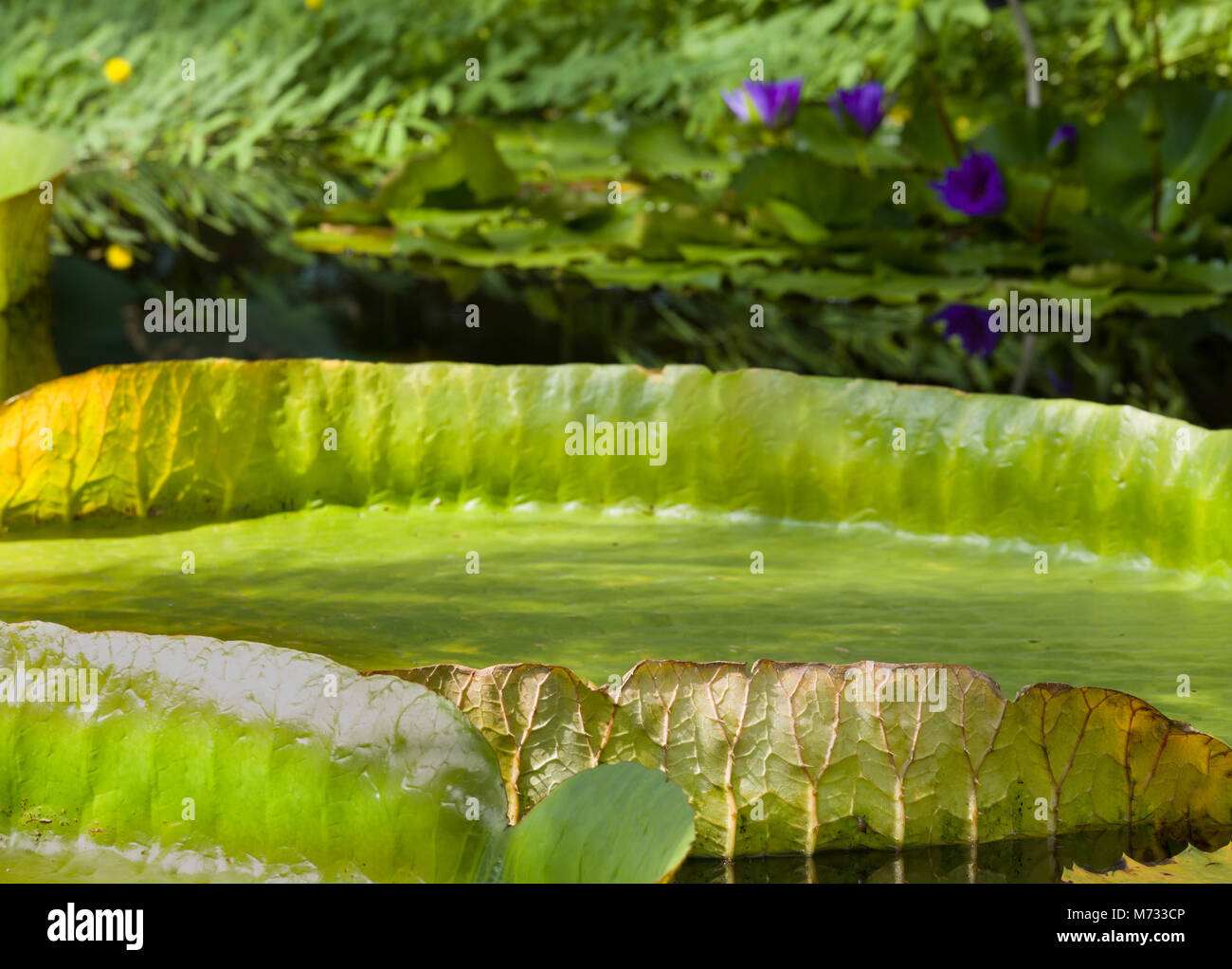 Closeup of the huge floating lilly pad leaves of Victoria Regia in the rain forest Stock Photo