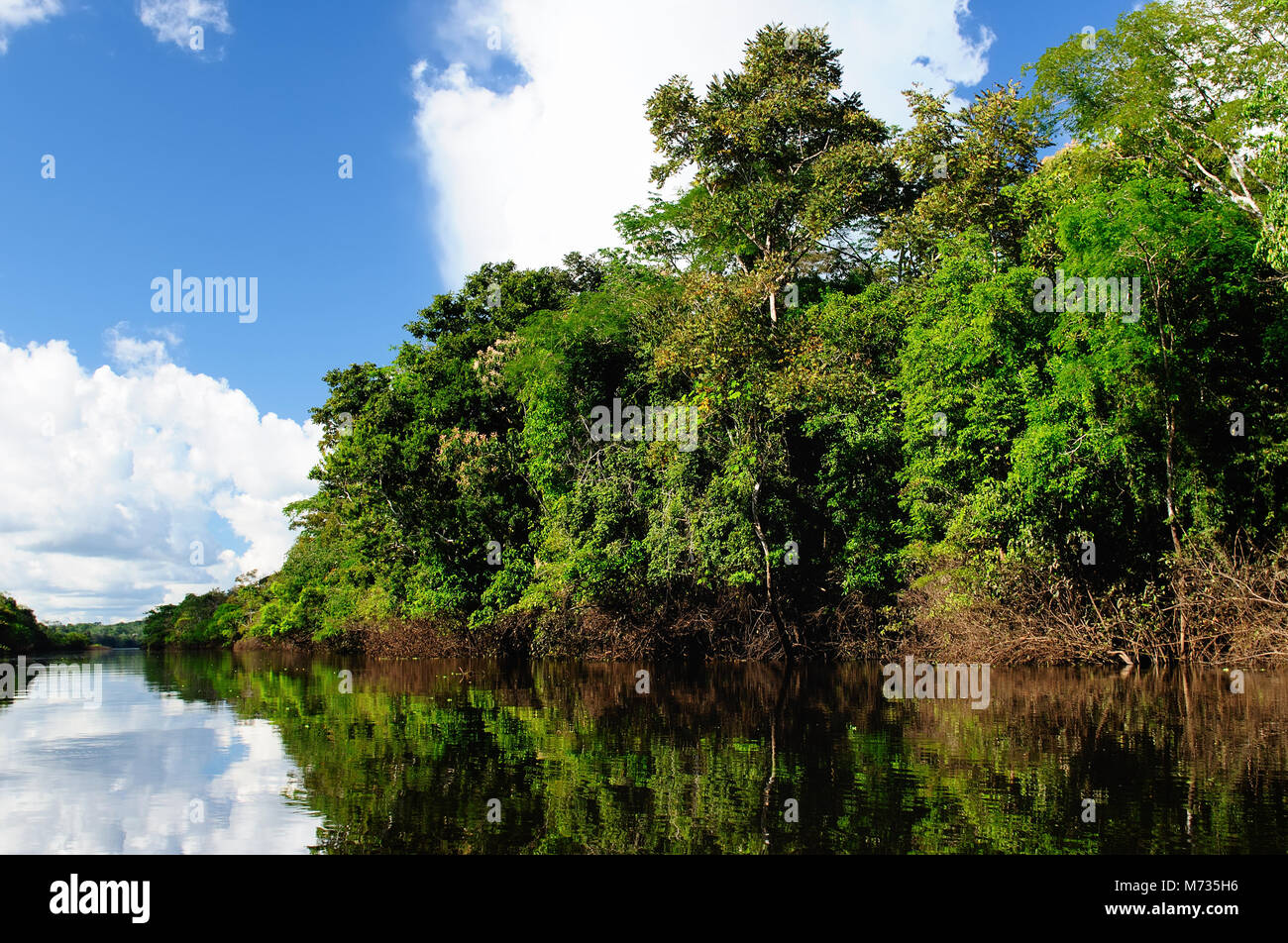 The Amazonian jungle in South America explore on the boat Stock Photo