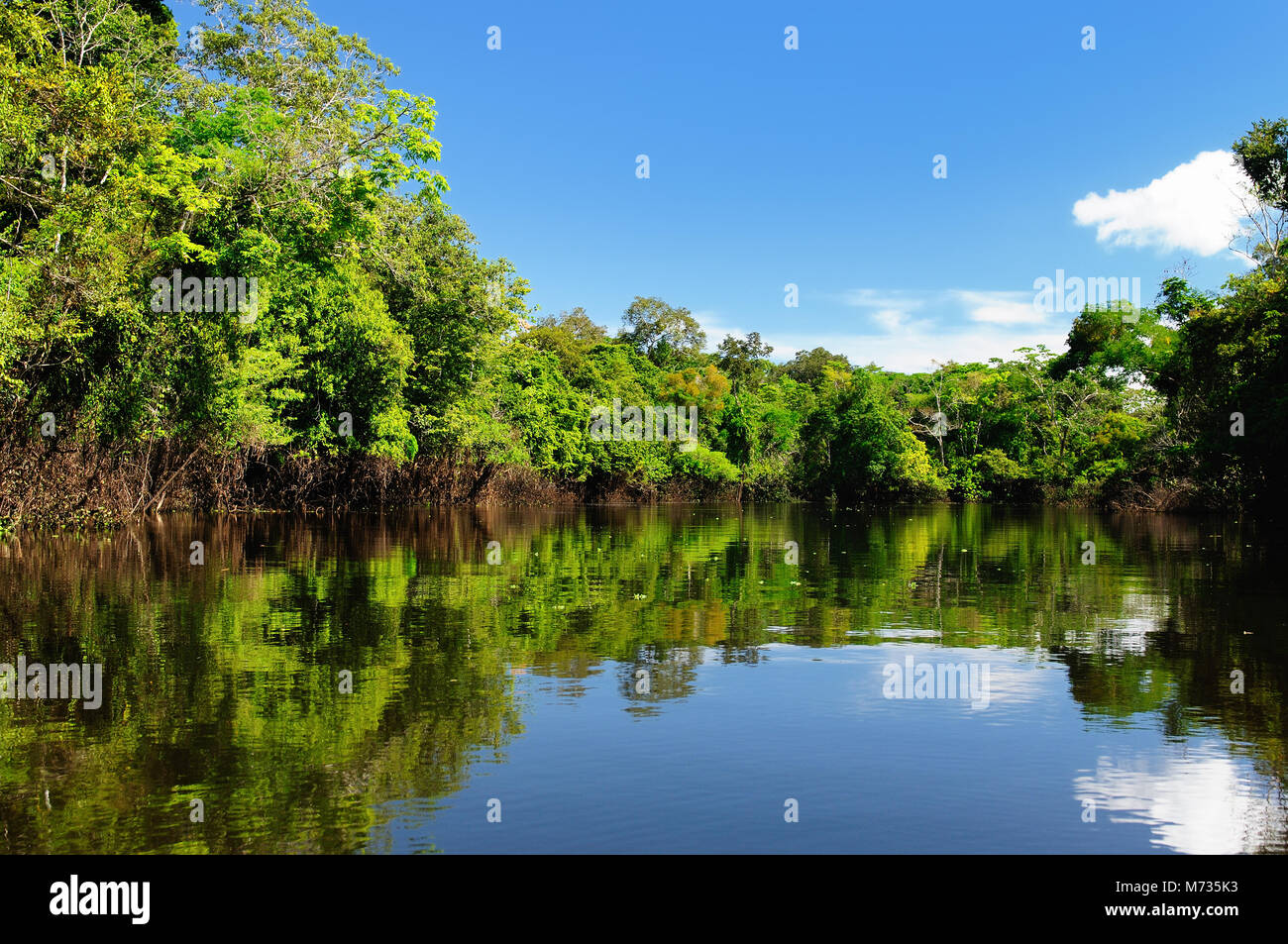 The Amazonian jungle in South America explore on the boat Stock Photo