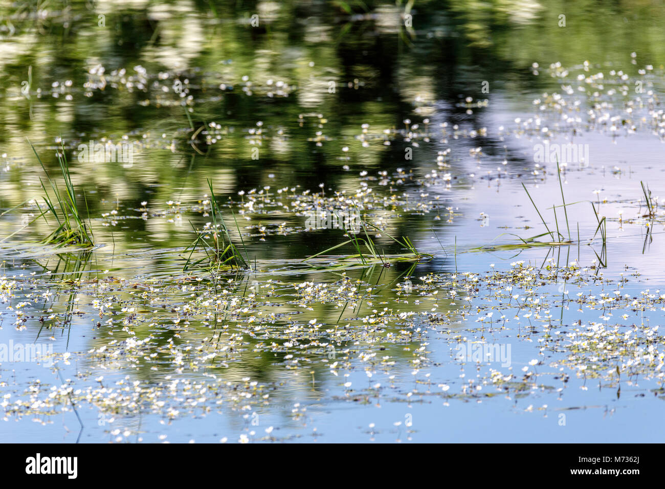 reflection at the flowering pond in spring, rural scene Stock Photo - Alamy