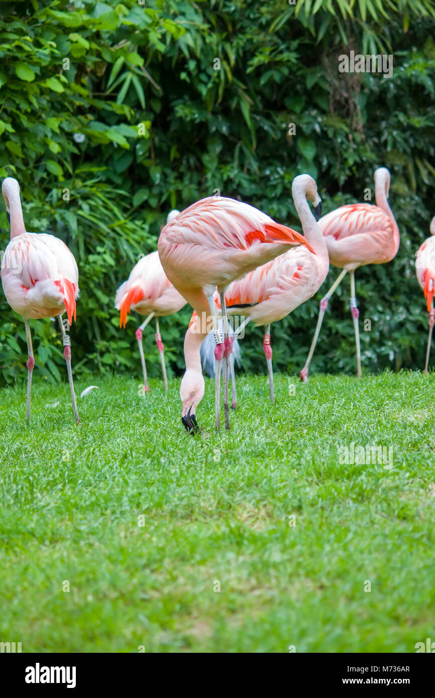 Pink flamingos Stock Photo