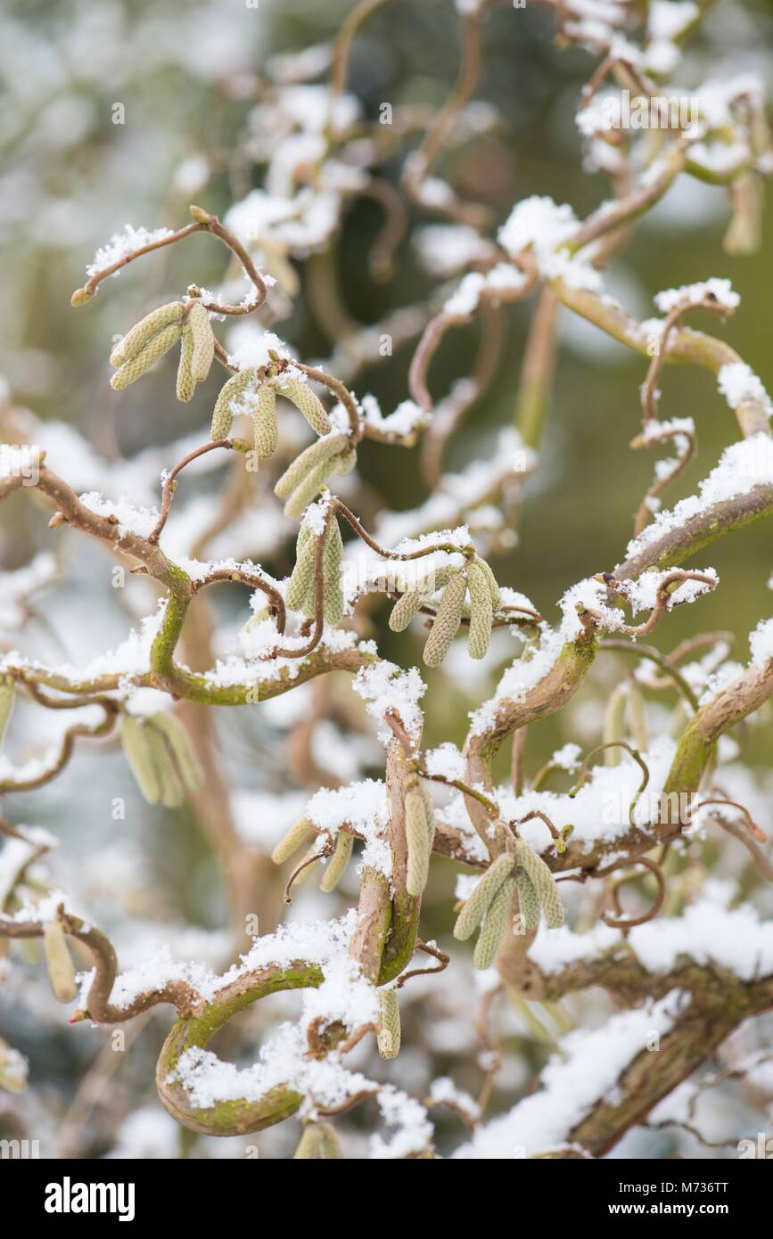Twisted hazel hi-res stock photography and images - Alamy