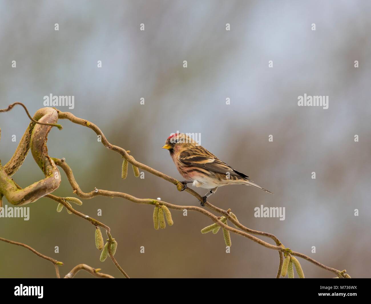Male Common redpoll,  Carduelis flammea,  Common redpoll,  Carduelis flammea, Garden Bird, bird, perched, songbird Stock Photo
