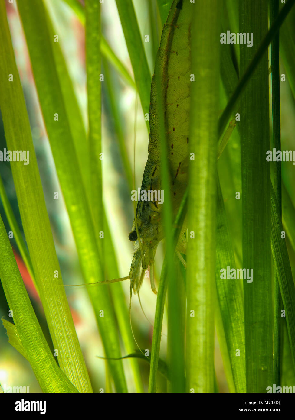 Aquarium shrimp among plants in water. Macro Stock Photo