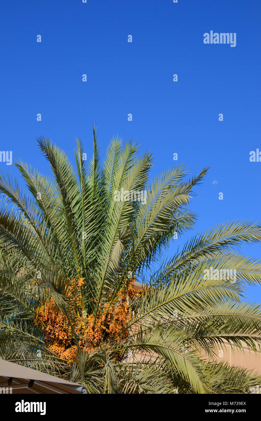 Date palms almost ready to harvest the fruit here in Abu Dhabi, UAE