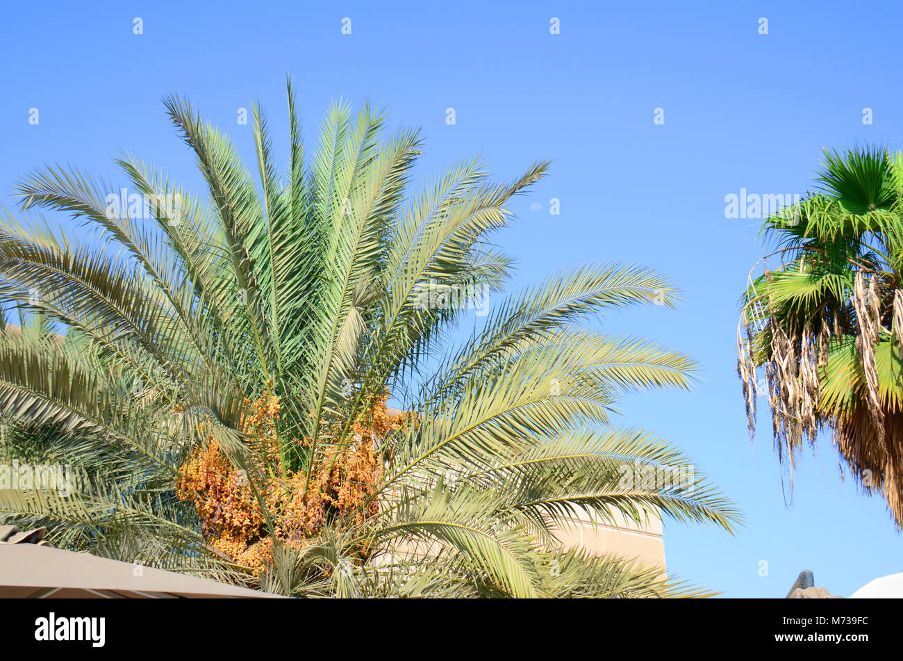 Date palms almost ready to harvest the fruit here in Abu Dhabi, UAE