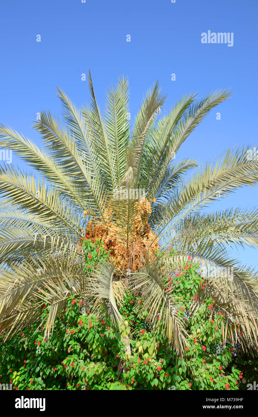 Date palms almost ready to harvest the fruit here in Abu Dhabi, UAE