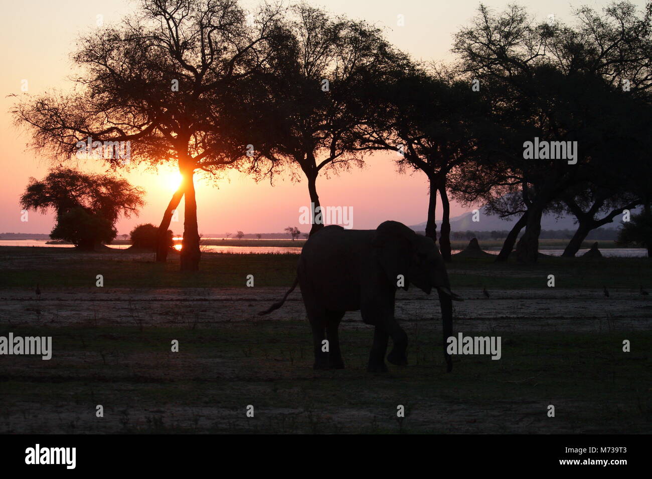 Elephant with Sunset Stock Photo