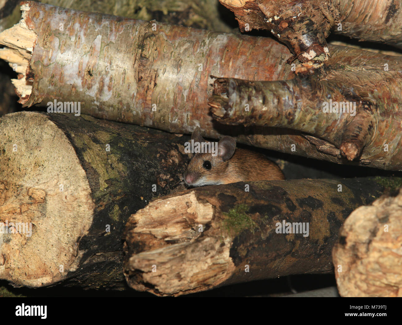 A Wood mouse (Apodemus sylvaticus) hiding in a wood pile in an English garden in winter. Stock Photo