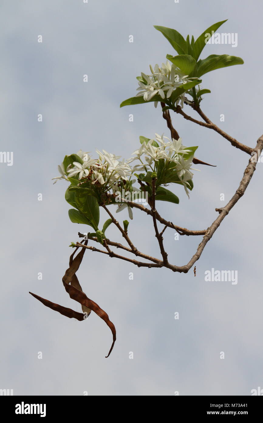 Holarhena pubescens Stock Photo