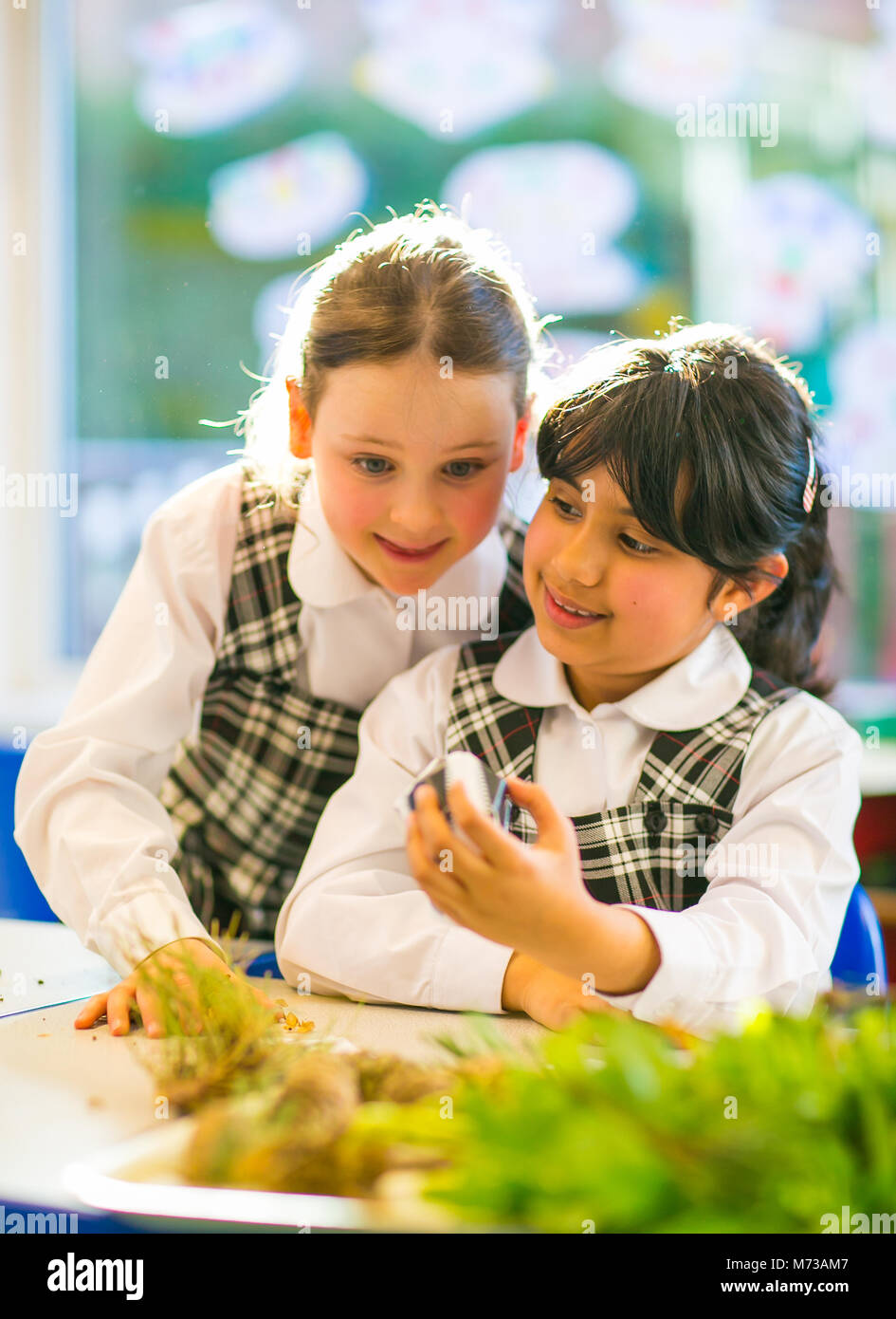 Two primary schoolgirls having fun learning together in a bright out of focus classroom on a sunny day Stock Photo