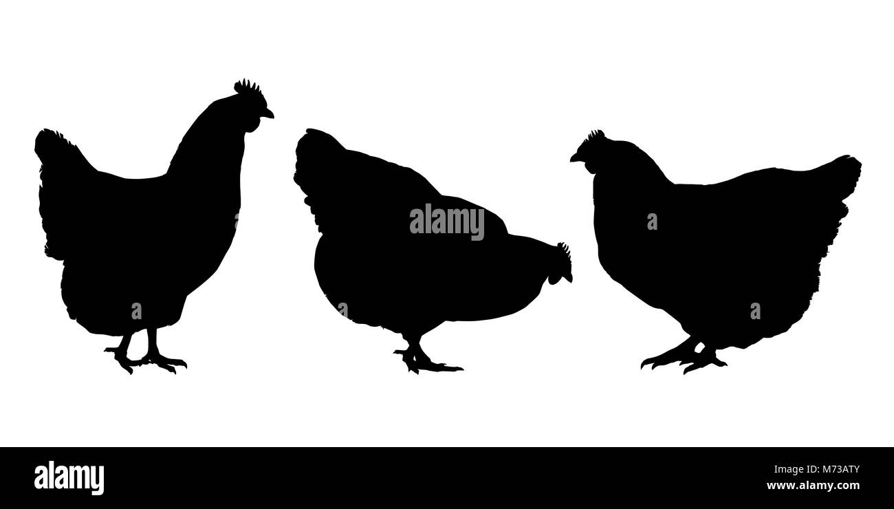 Realistic silhouettes of three hens and chickens - isolated vector on a white background Stock Vector