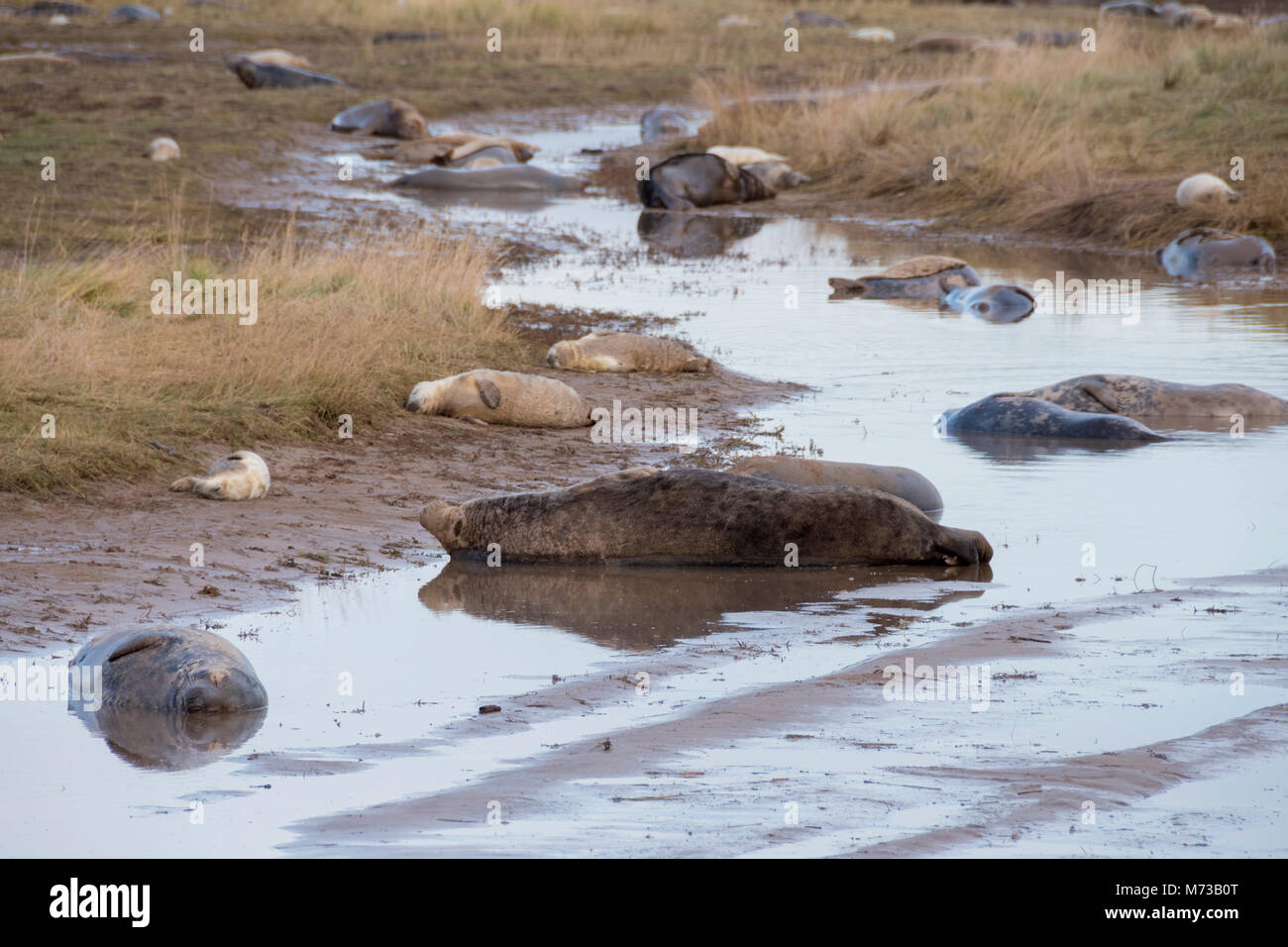 Donna Nook, Lincolnshire, UK – Nov 15: Grey seals come ashore in late Autumn for birthing season on 15 Nov 2016 at Donna Nook Seal Santuary, Lincolnsh Stock Photo