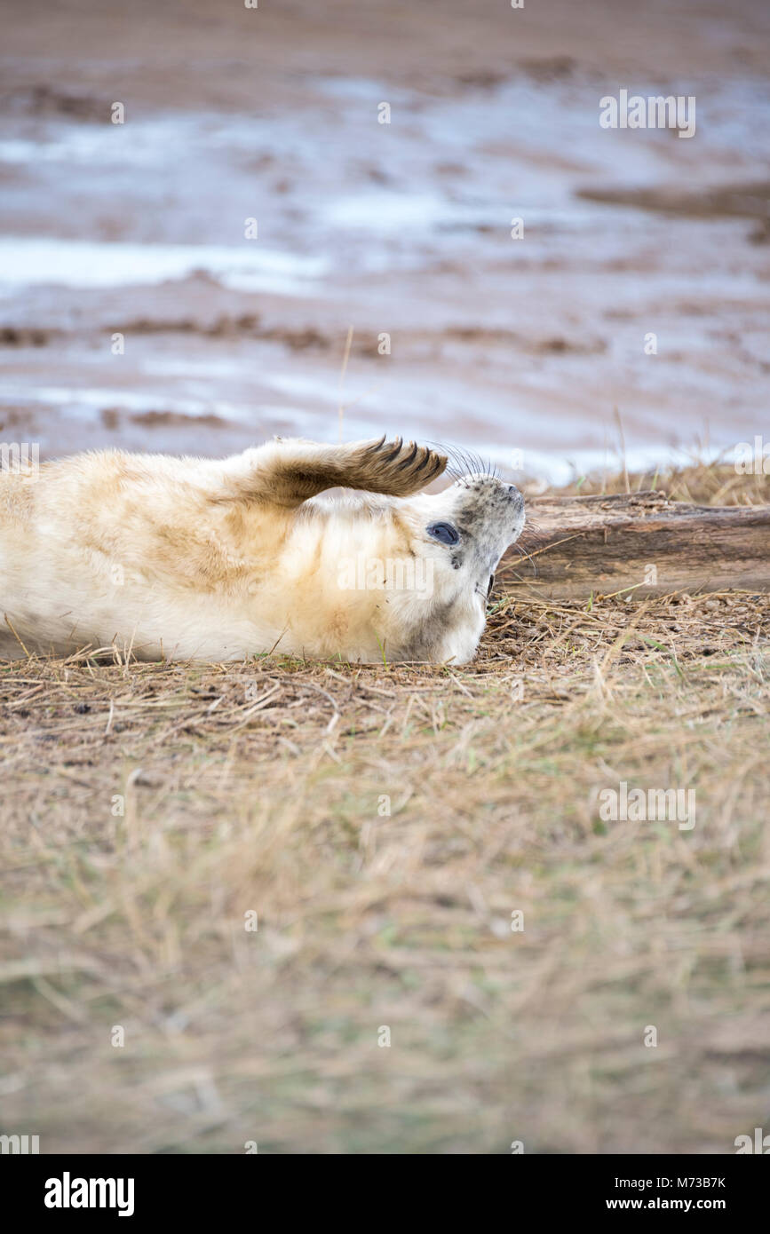 Donna Nook, Lincolnshire, UK – Nov 15: Cute fluffy newborn baby grey seal pup lies upside down on the mud flats, biting at his flipper claws on 15 Nov Stock Photo
