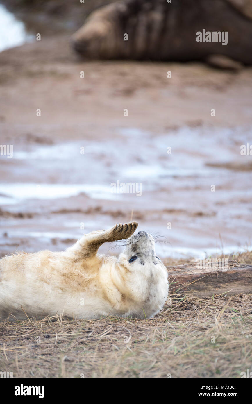 Donna Nook, Lincolnshire, UK – Nov 15: Cute fluffy newborn baby grey seal pup lies upside down on the mud flats, biting at his flipper claws on 15 Nov Stock Photo