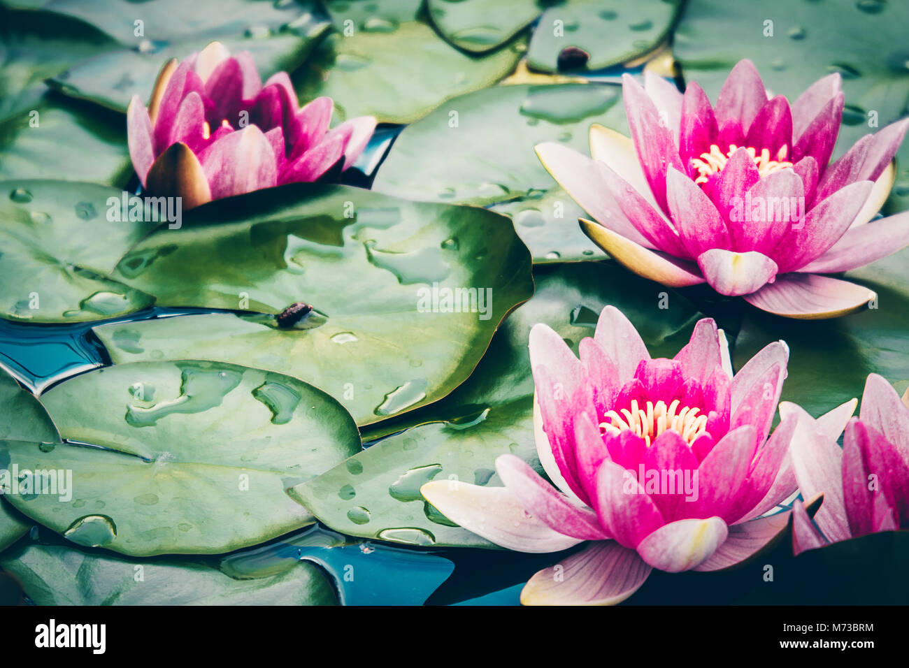 Beautiful pink coloured water lily flowers growing in a pond or lake