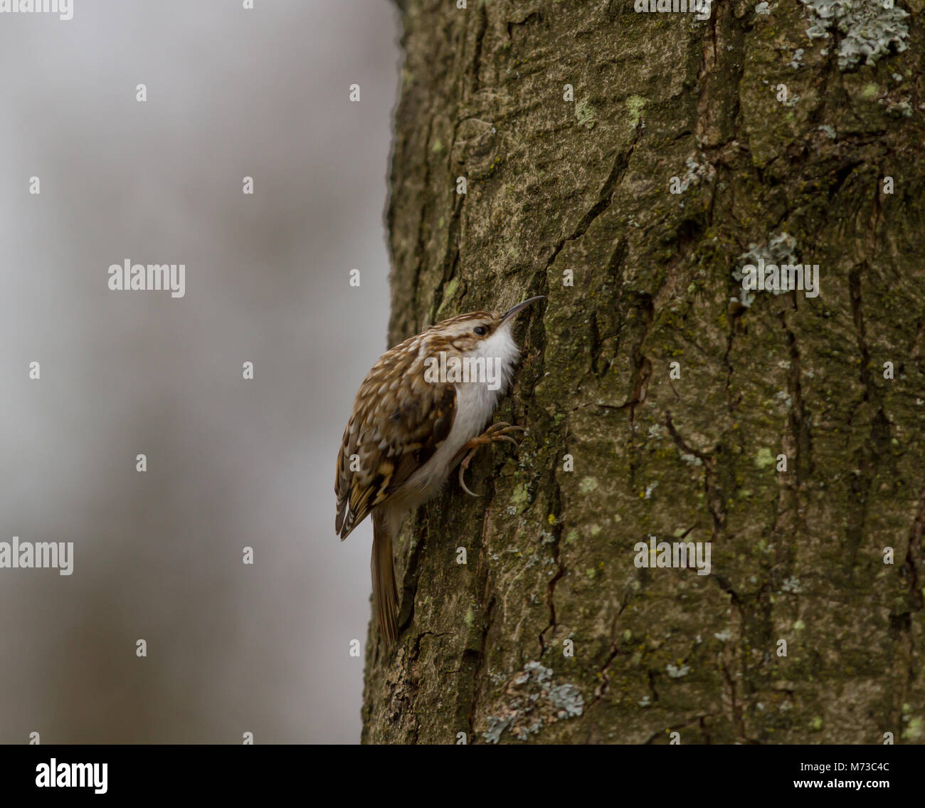 Treecreeper uk hires stock photography and images Alamy
