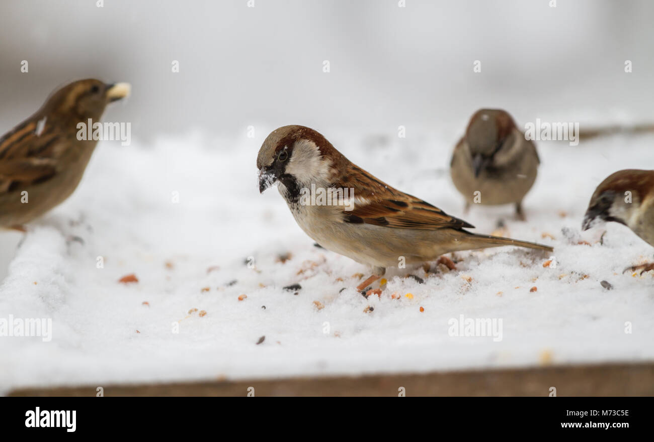 House Sparrow male on bird table. Winter. British Isles Stock Photo