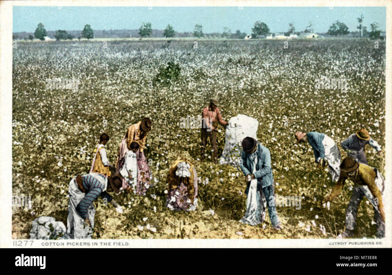 Cotton field pickers hires stock photography and images Alamy