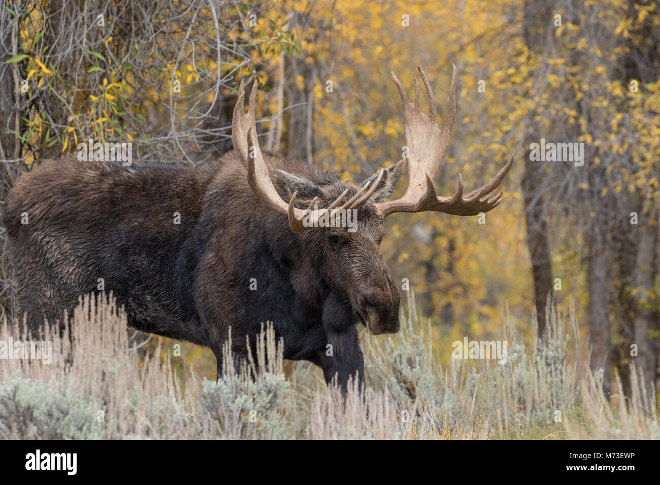 Fall Moose Real Bull Moose in the Fall Rut Stock Photo - Alamy