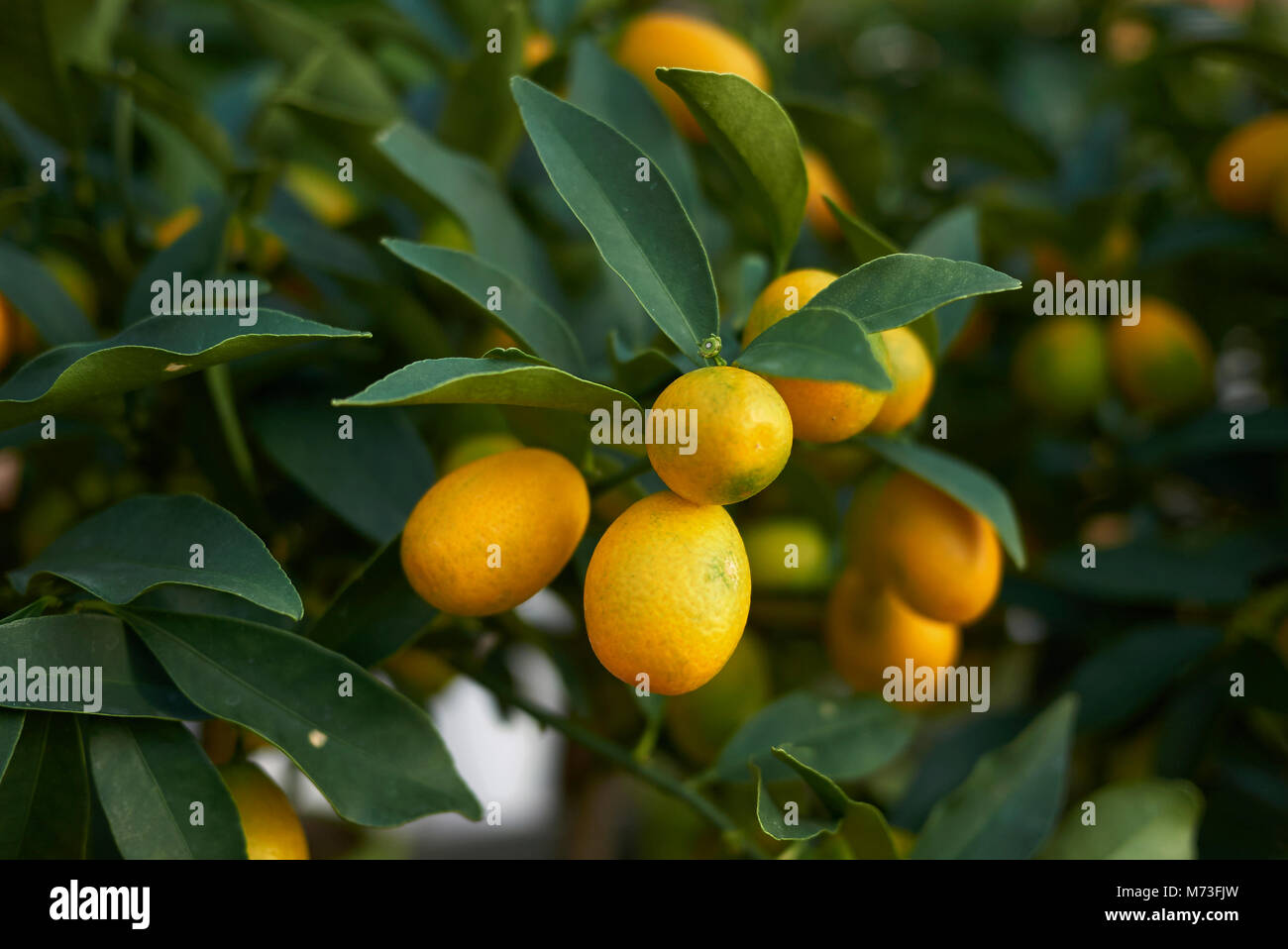 Kumquats branches Stock Photo