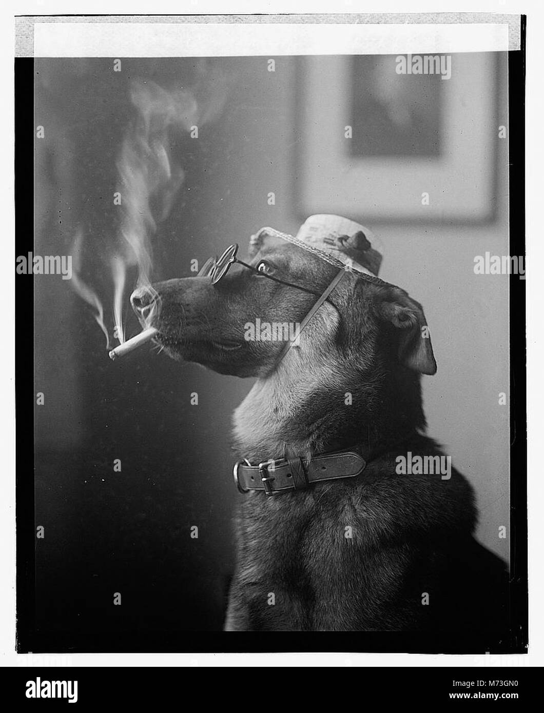 The smoking dog Black and White Stock Photos & Images