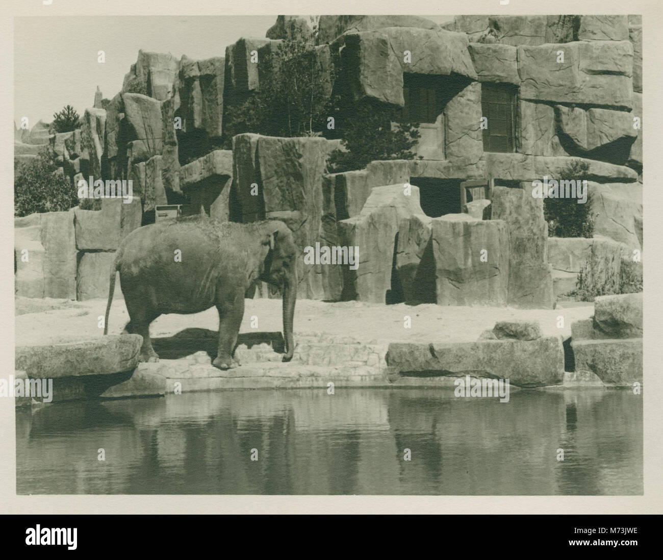 Elephant, Brookfield Zoo, Brookfield, Illinois, 1940s (NBY 3118 Stock
