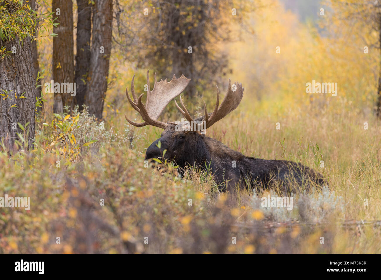 Moose Fall Time Bull Moose in the Fall Rut Stock Photo - Alamy