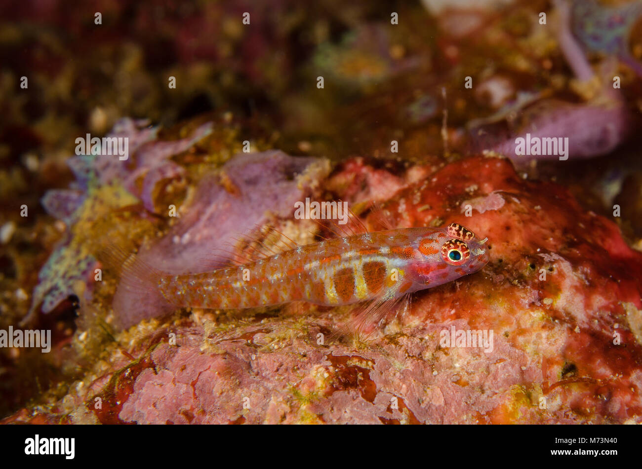 Melasma Pygmygoby,  Eviota melasma, Gobiidae, Anilao, Philippines, Asia Stock Photo