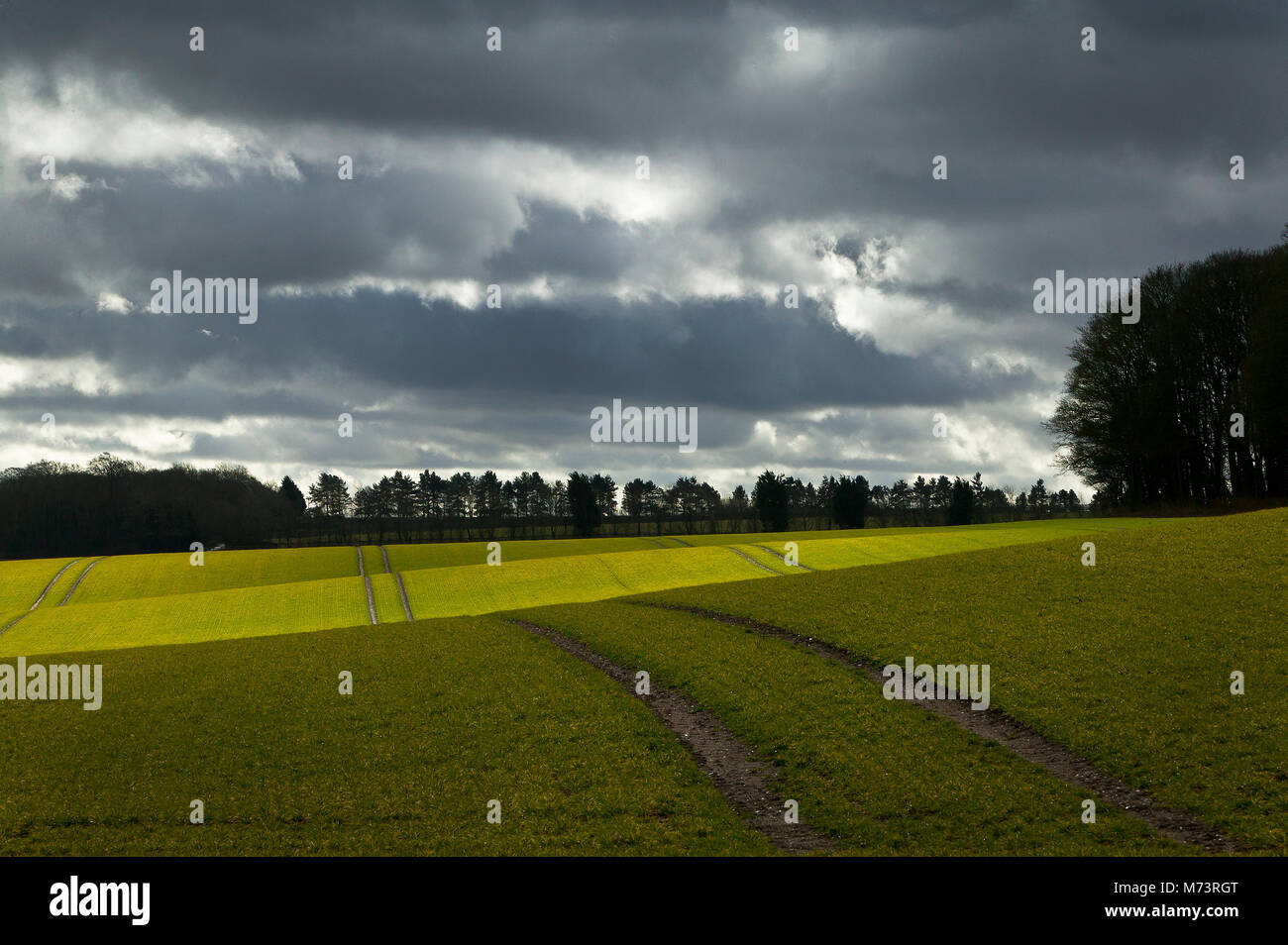 Newmarket, Suffolk, UK. 8th March, 2018. Heavy skies and sunshine and showers over wheat crops in Newmarket Suffolk today 08/03/2018  Credit: George Impey/Alamy Live News Stock Photo