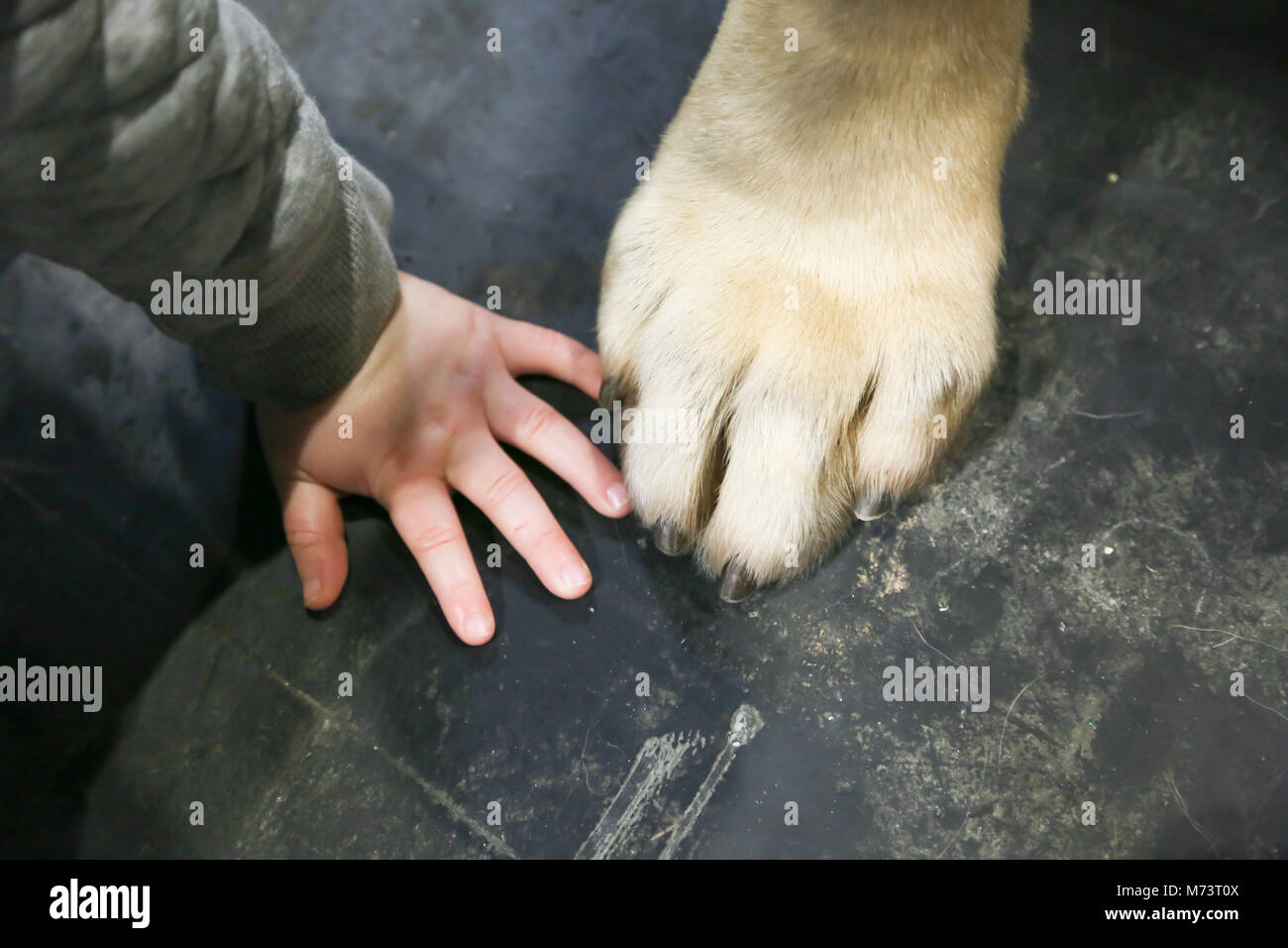 Birmingham, UK. 8th Mar, 2018. On the first day of Crufts at the NEC, Birmingham, a 2-year-old boy's hand is compared to a 2-year-old mastiff's paw. Credit: Peter Lopeman/Alamy Live News Stock Photo