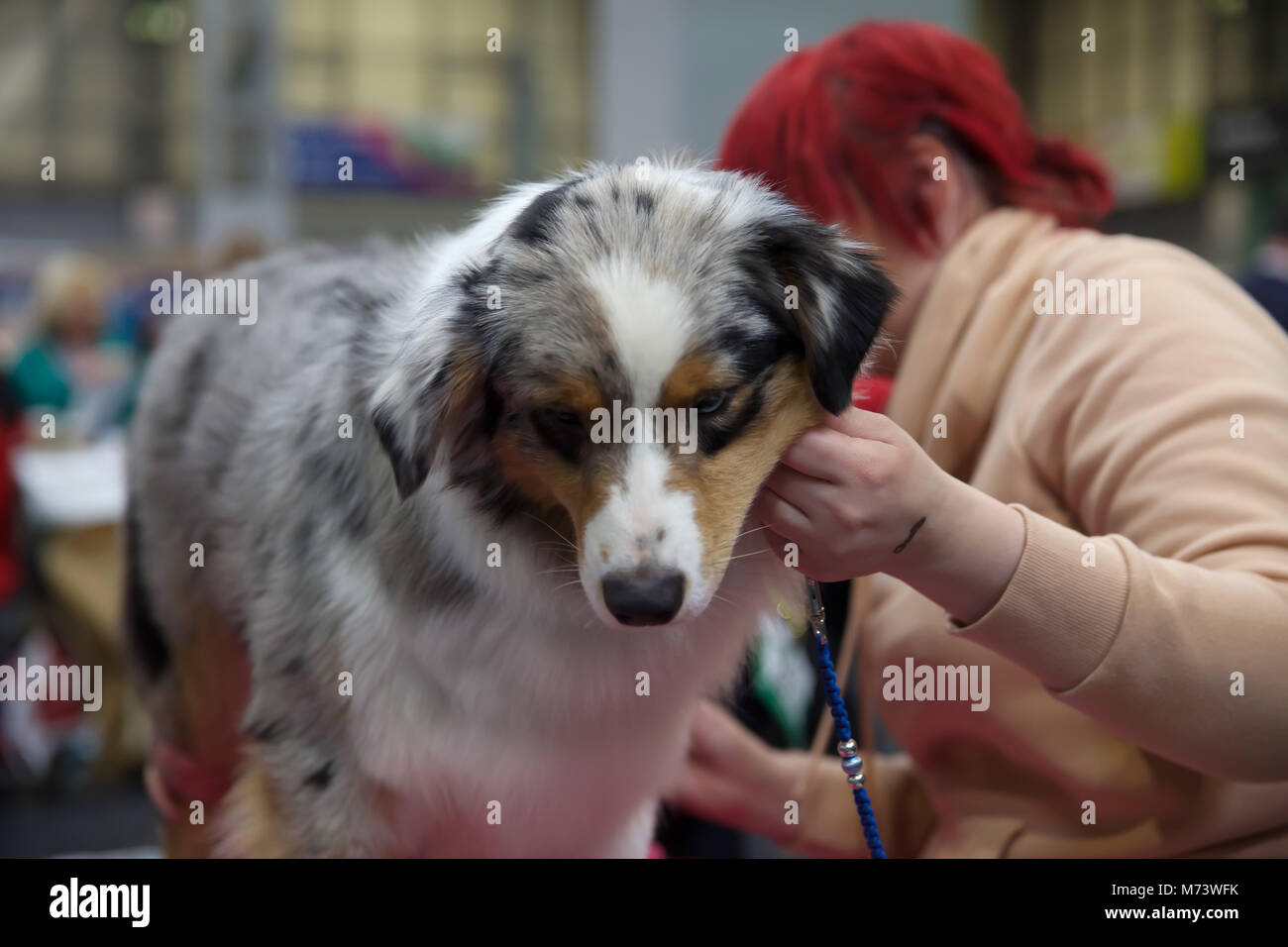 Birmingham,UK,8th March 2018,Australian Shepherd attends Crufts Stock Photo  - Alamy