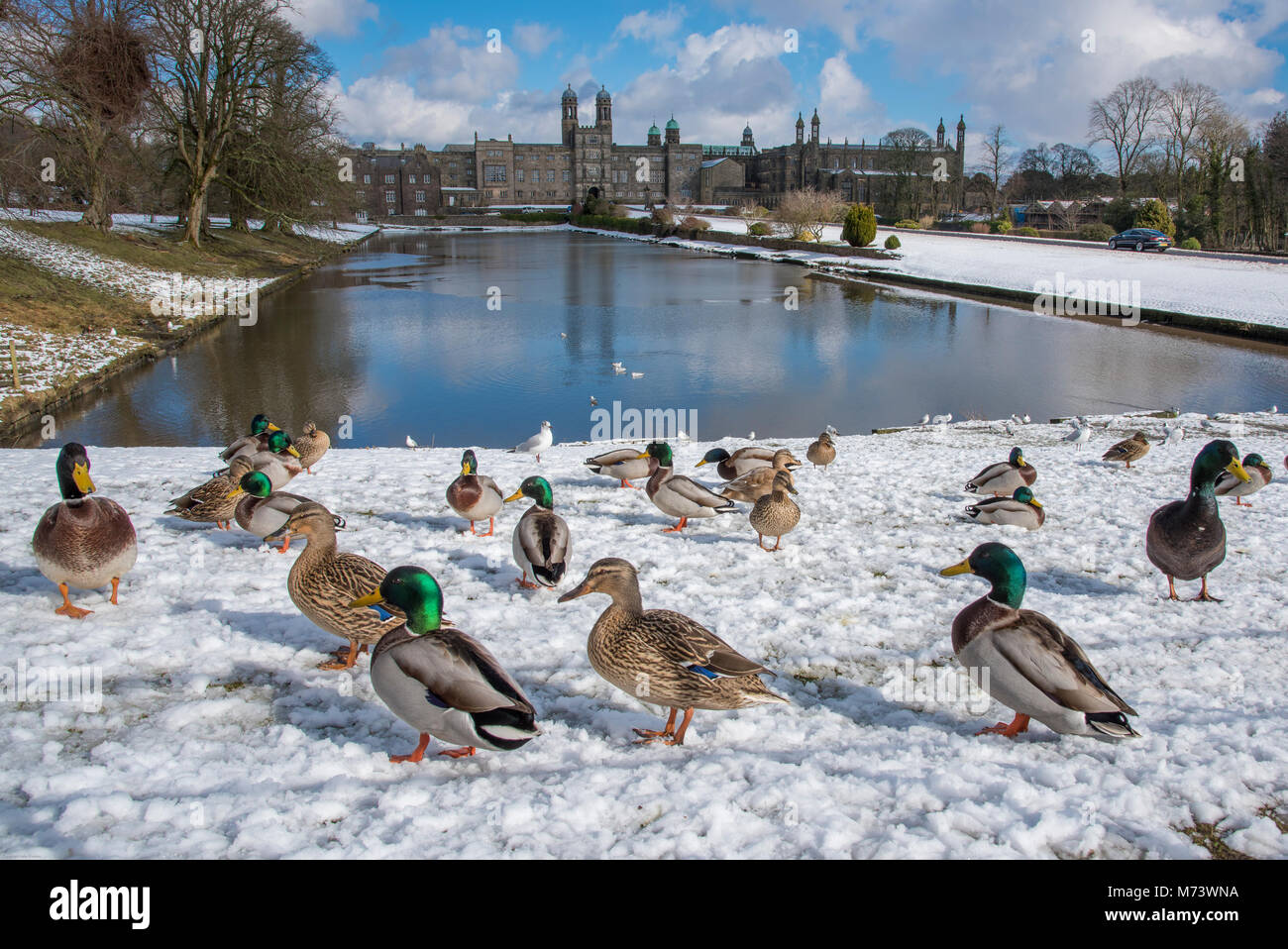 Clitheroe, Lancashire, UK. 8th March 2018. Ducks in the snow at Stoneyhurst College, Stoneyhurst, Clitheroe, Lancashire. Stonyhurst College is a Roman Catholic independent school, adhering to the Jesuit tradition, and is a Grade I listed building. Credit: John Eveson/Alamy Live News Stock Photo