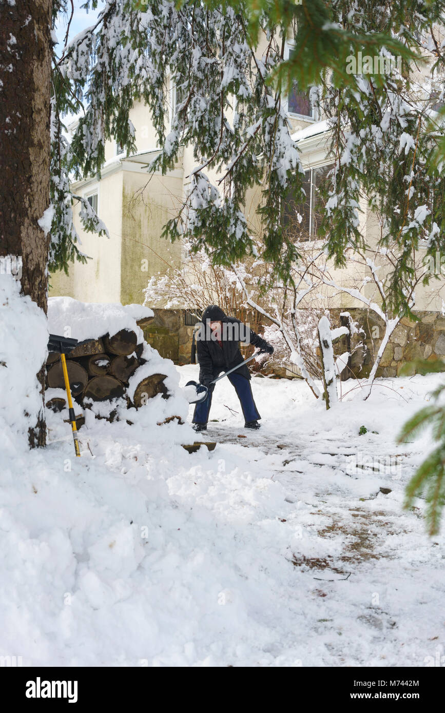 Chappaqua, NY, USA, 8th March 2018. Digging out from the biggest snowstorm in years which buried the suburban Westchester County New York town of Chappaqua with up to 13.5 inches of snow. Credit: Marianne Campolongo/Alamy Live News. The middle aged man working hard at snow removal is framed by the branches of a Norway spruce tree Picea abies. Model and property releases available for certain uses see optional information and have Alamy contact me if you wish to use this for other than editorial use. Stock Photo