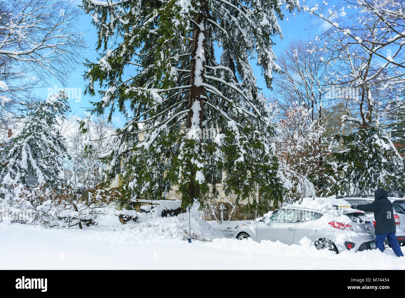 Chappaqua, NY, USA, 8th March 2018. Digging out from the biggest snowstorm in years which buried the suburban Westchester County New York town of Chappaqua with up to 13.5 inches of snow. Credit: Marianne Campolongo/Alamy Live News. Has model and property releases. A majestic towering Norway spruce tree Picea abies towers over the middle aged man the cars and the home at the end of the driveway. Stock Photo