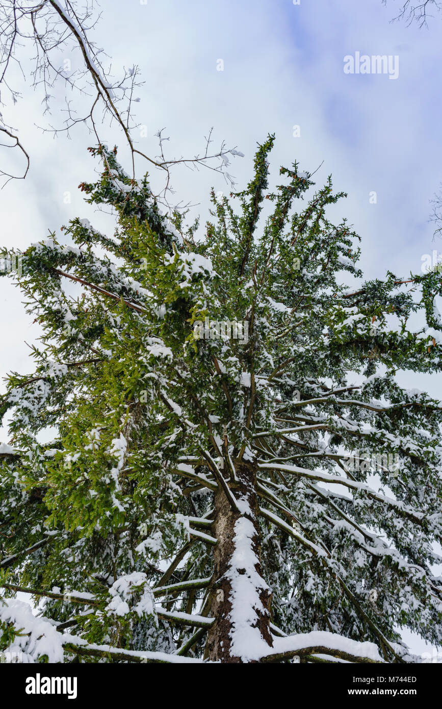Chappaqua, NY, USA, 8th March 2018. Biggest snowstorm in years buries suburban Chappaqua, New York with up to 13.5 inches of snow in this suburban Westchester County town. Credit: Marianne Campolongo/Alamy Live News. A towering Norway spruce tree Picea abies with copy space. Property release available. Stock Photo
