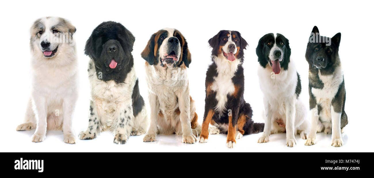 group of large dogs in front of white background Stock Photo - Alamy