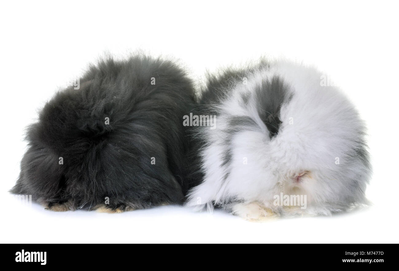 lop-eared rabbits in front of white background Stock Photo - Alamy
