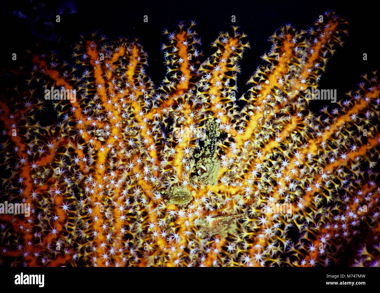 A gorgonian fan coral (Acabaria splendens), with its many eight-tentacled polyps extended to catch passing micro-plankton. These colonies of tiny delicate animals, living in their brightly coloured communal skeletons, serve to illustrate the fragility and beauty of tropical and sub-tropical coral reefs. Very sadly, such reefs are dying; over a quarter have been reduced to rubble during the last twenty years. This trend is continuing. They are the most vulnerable of our planet's ecosystems, as they have very limited capacities to adapt to rising temperatures and acidification. Egyptian Red Sea. Stock Photo