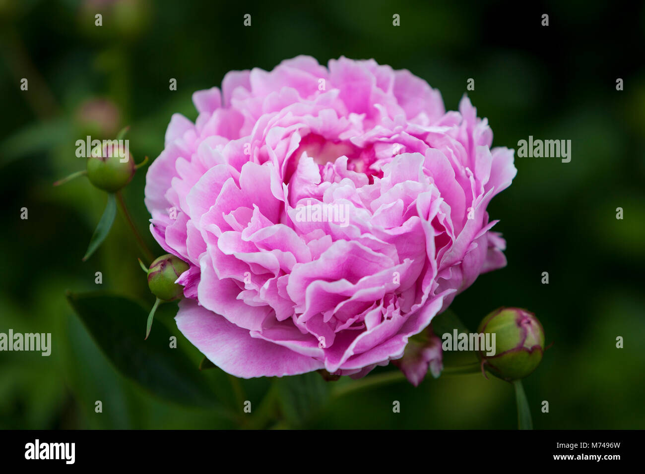 Pink Peony Flower - genus Paeonia, the only genus in the family Paeoniaceae Stock Photo